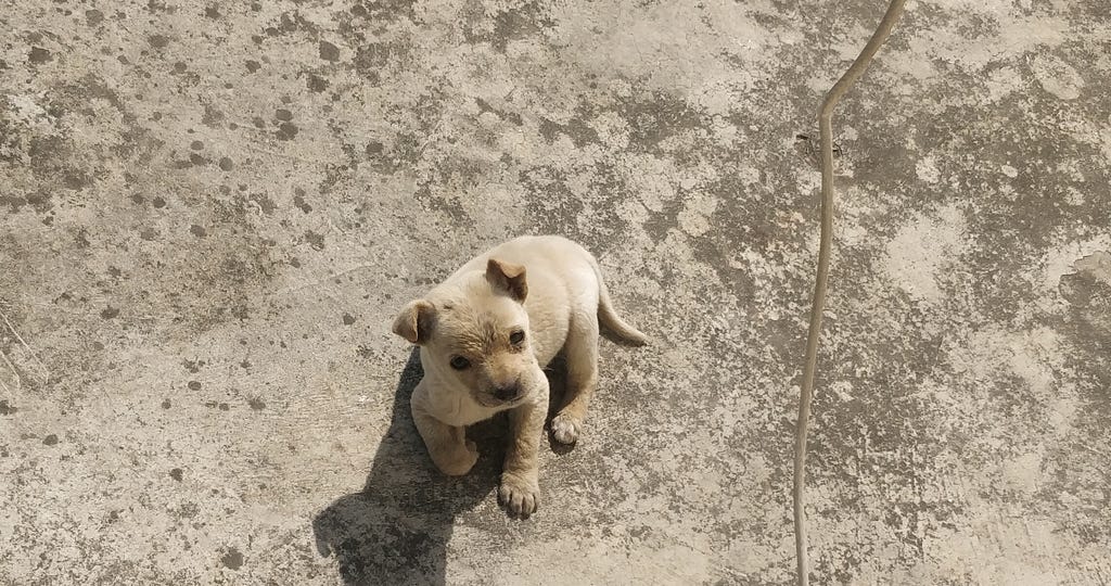 Basanti gazing at me with her adorable eyes.