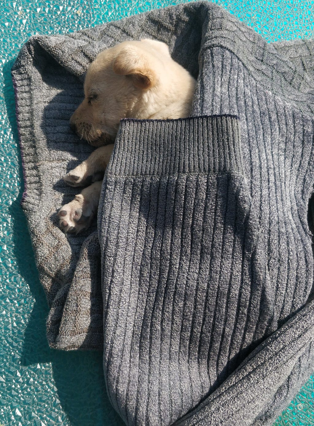 Basanti, peacefully asleep on the roof.