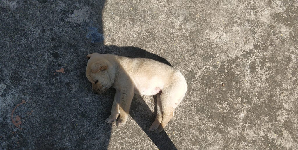 Basanti rests beside me on the rooftop, using my shadow for shade.
