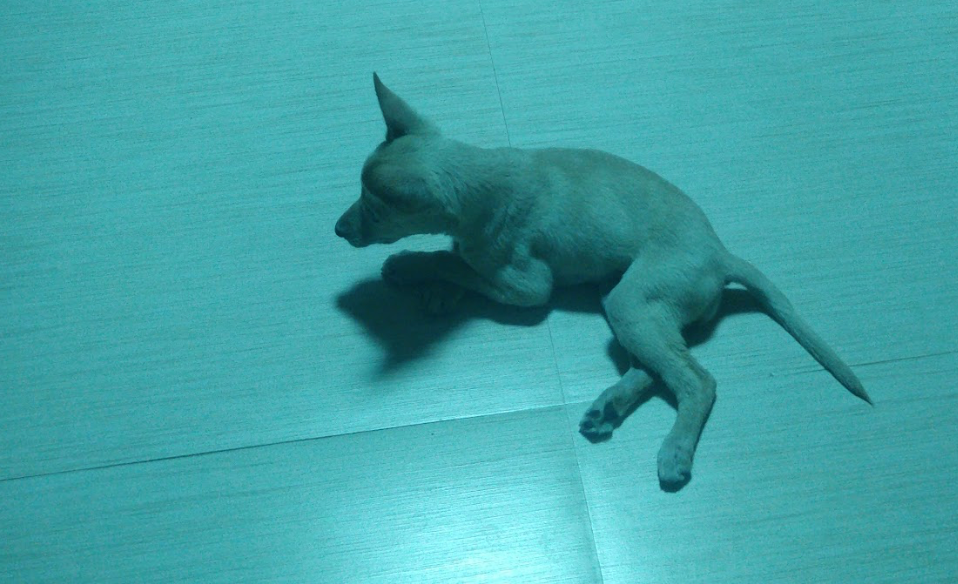 Basanti lies on the floor because her broken hind legs won’t let her stand.